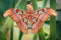 Atlas moth butterfly sleeping by day Attacus atlas. Close-up Royalty Free Stock Photo