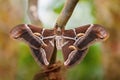 Atlas moth butterfly sleeping its environment by day Attacus atlas. Close-up Royalty Free Stock Photo