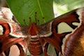 The Atlas Moth close up.. Attacus Atlas. Royalty Free Stock Photo