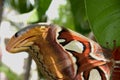 The Atlas Moth close up of the wing tip. Royalty Free Stock Photo