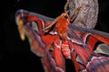 Atlas moth and cocoon Royalty Free Stock Photo
