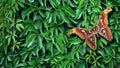 Atlas moth. Colorful tropical Attacus atlas butterfly on green leaves. Royalty Free Stock Photo