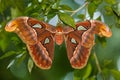 Atlas moth in a green background perched in a tree branch Royalty Free Stock Photo