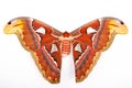 Atlas Moth isolated