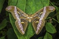 Atlas Moth perched on leaf