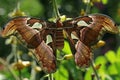 Atlas moth perching on wildflowers. This beautiful moth is known as the largest moth in the world. Royalty Free Stock Photo