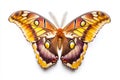 atlas moth rests with its wings delicately closed, displaying an intricate array of vibrant patterns and colors
