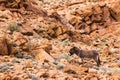 Atlas Mountains Donkey, Tinghir, Morocco, Afrika Royalty Free Stock Photo