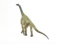 Atlasaurus , dinosaur on white background