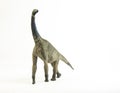 Atlasaurus , dinosaur on white background Royalty Free Stock Photo