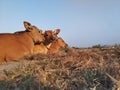 the atmosphere in the afternoon when three calves were resting on a rice field embankment