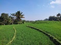 the atmosphere in the beautiful rice fields with terraced patterns Royalty Free Stock Photo
