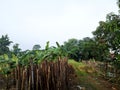 the atmosphere of the cassava and banana plantations is brownish green and the grass is green