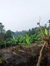 the atmosphere of the cassava and banana plantations is brownish green and the grass is green