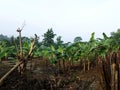 the atmosphere of the cassava and banana plantations is brownish green and the grass is green