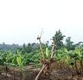 the atmosphere of the cassava and banana plantations is brownish green and the grass is green