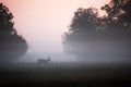 Early morning on a meadow in autumn with roe deer buck walking through mist Royalty Free Stock Photo