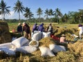 The atmosphere in a farm that is doing the traditional harvest process, working together to process rice