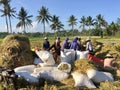 The atmosphere in a farm that is doing the traditional harvest process, working together to process rice