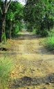 Forest photos in summer are suitable for walks in the open, public and free