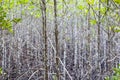 Many slim trees in mangrove forest, those trees have many branches, eco nature tourism in sunny bright day Royalty Free Stock Photo