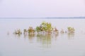 Atmosphere morning, Eucalyptus tree in water