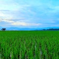 the atmosphere in the morning in the rice fields