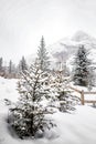the atmosphere of the pine and snow Royalty Free Stock Photo