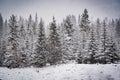 the atmosphere of the pine and snow Royalty Free Stock Photo