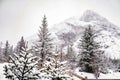 the atmosphere of the pine and snow Royalty Free Stock Photo