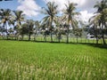 The atmosphere of the rice fields in the cool countryside Royalty Free Stock Photo