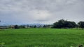 The atmosphere of the rice fields That has green rice And the sky with white and black clouds When the rain is approaching.