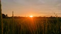 Sunset in the beautiful rice fields Royalty Free Stock Photo