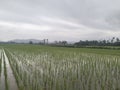 The atmosphere of the rice fields surrounded by mountains is so cool and peaceful