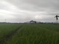 The atmosphere of the rice fields surrounded by mountains is so cool and peaceful