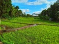 The atmosphere of rice fields surrounded by trees in Lombok, Indonesia