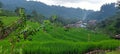 Terasering ricefield rice plants