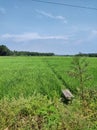the atmosphere of rice fields in a village, very cool. all green.