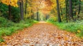 The atmosphere of a road in a forest covered in autumn leaves, illuminated by the sun Royalty Free Stock Photo