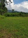 The atmosphere of rural rice fields in the morning