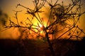 The atmosphere of the Russian field at sunset