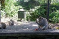 the atmosphere of several monkeys when being given lunch at the monkey forres ubud bali Royalty Free Stock Photo