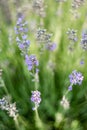 Atmospheric background with natural lavender flower details Royalty Free Stock Photo