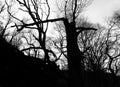 Atmospheric dark winter forest trees in silhouette with broken trunks and twisted branches against a twilight sky