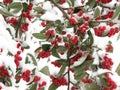 Red berries and green leaves, covered with snow, christmas picture Royalty Free Stock Photo