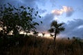 Atmospheric evening in Cuban wilderness