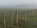 Atmospheric foggy country field, Post and wire fence and trees silhouetted .