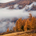 Atmospheric forest landscape with red larch trees on stony hill in low clouds in rainy autumn weather. Mysterious scenery with