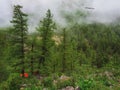 Atmospheric forest landscape with small orange tent and coniferous trees in low clouds in rainy weather. Mysterious scenery with Royalty Free Stock Photo