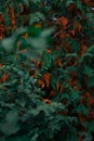 Atmospheric garden bush plant foliage dark green and red color in fall season October month time dusk floral vertical outdoors Royalty Free Stock Photo
